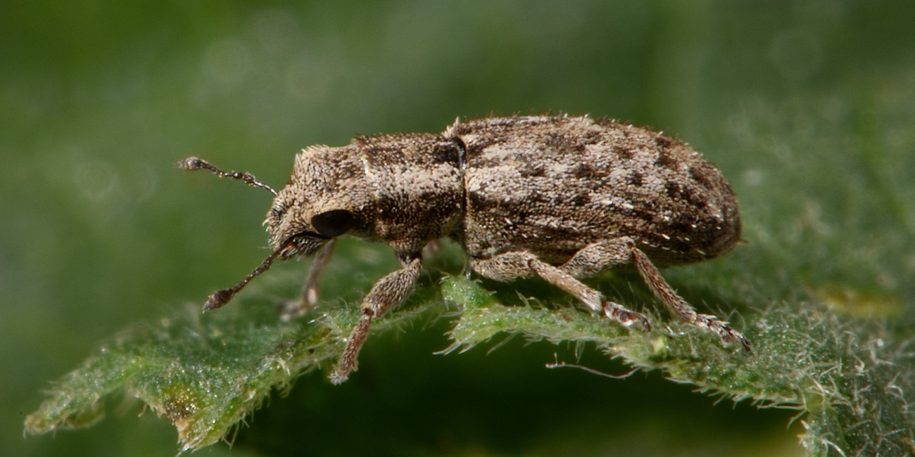 Curculionidae: Sitona macularius?  S !